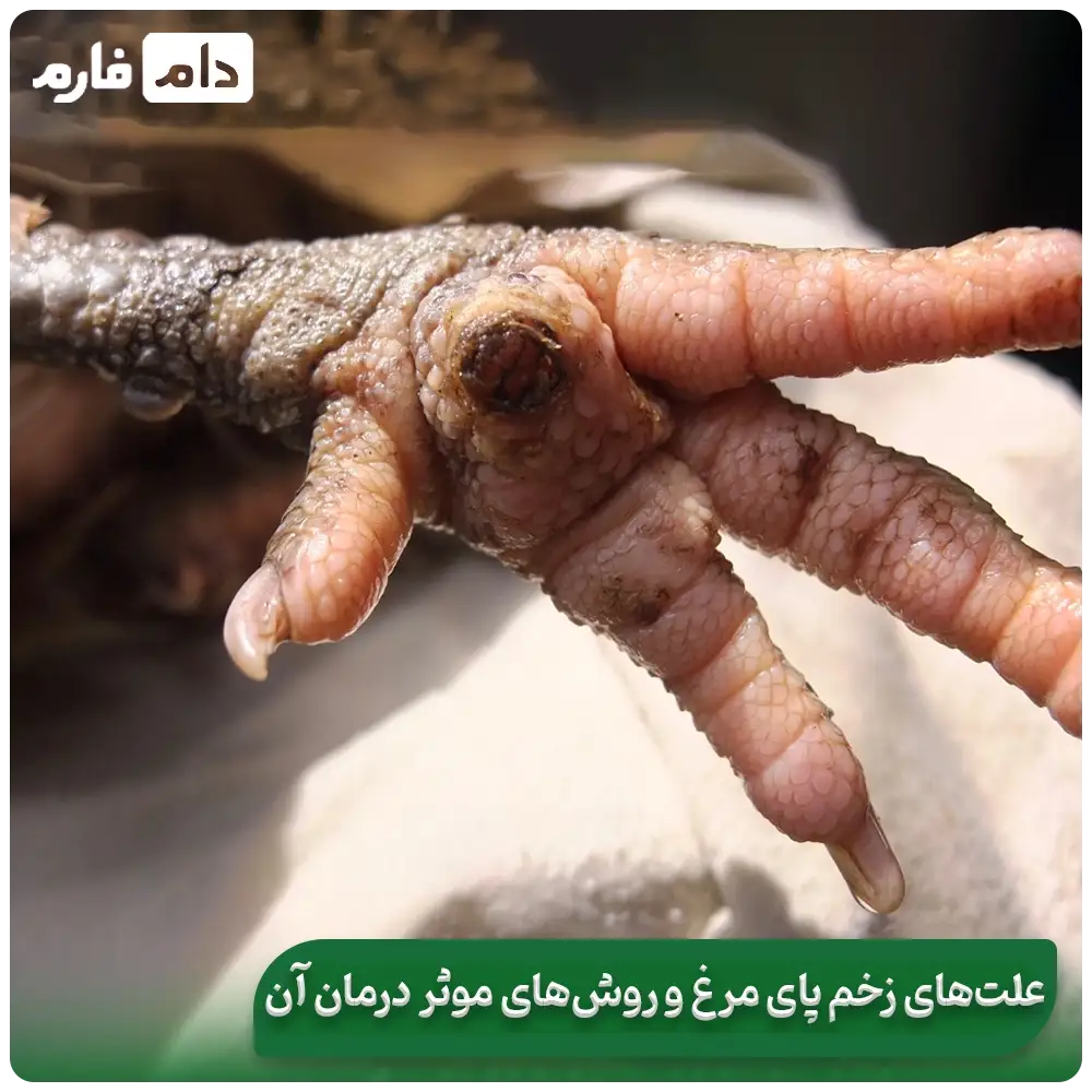 Chicken-foot-ulcer-and-its-treatment-methods-Treatment-of-chicken-leg-ulcers