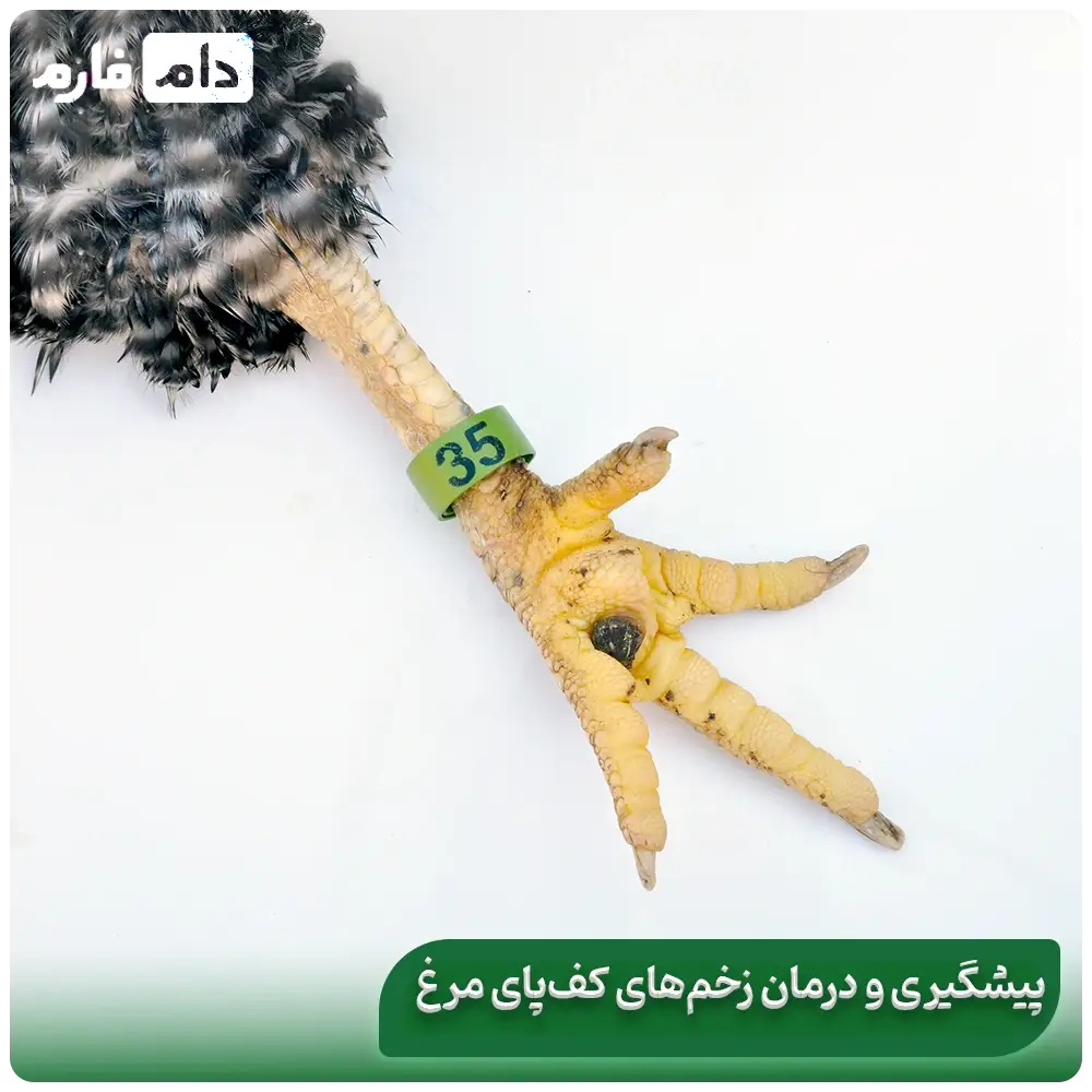 Chicken-foot-ulcer-and-its-treatment-methods-Treatment-of-chicken-leg-ulcers