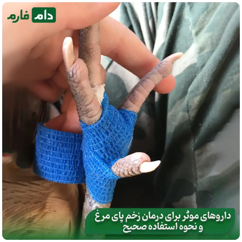 Chicken-foot-ulcer-and-its-treatment-methods-Treatment-of-chicken-leg-ulcers