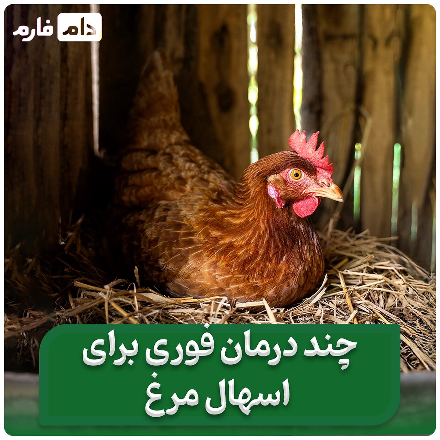 دارو_های_ضد_اسهال_مرغ_|_درمان_قطعی_اسهال_جوجه