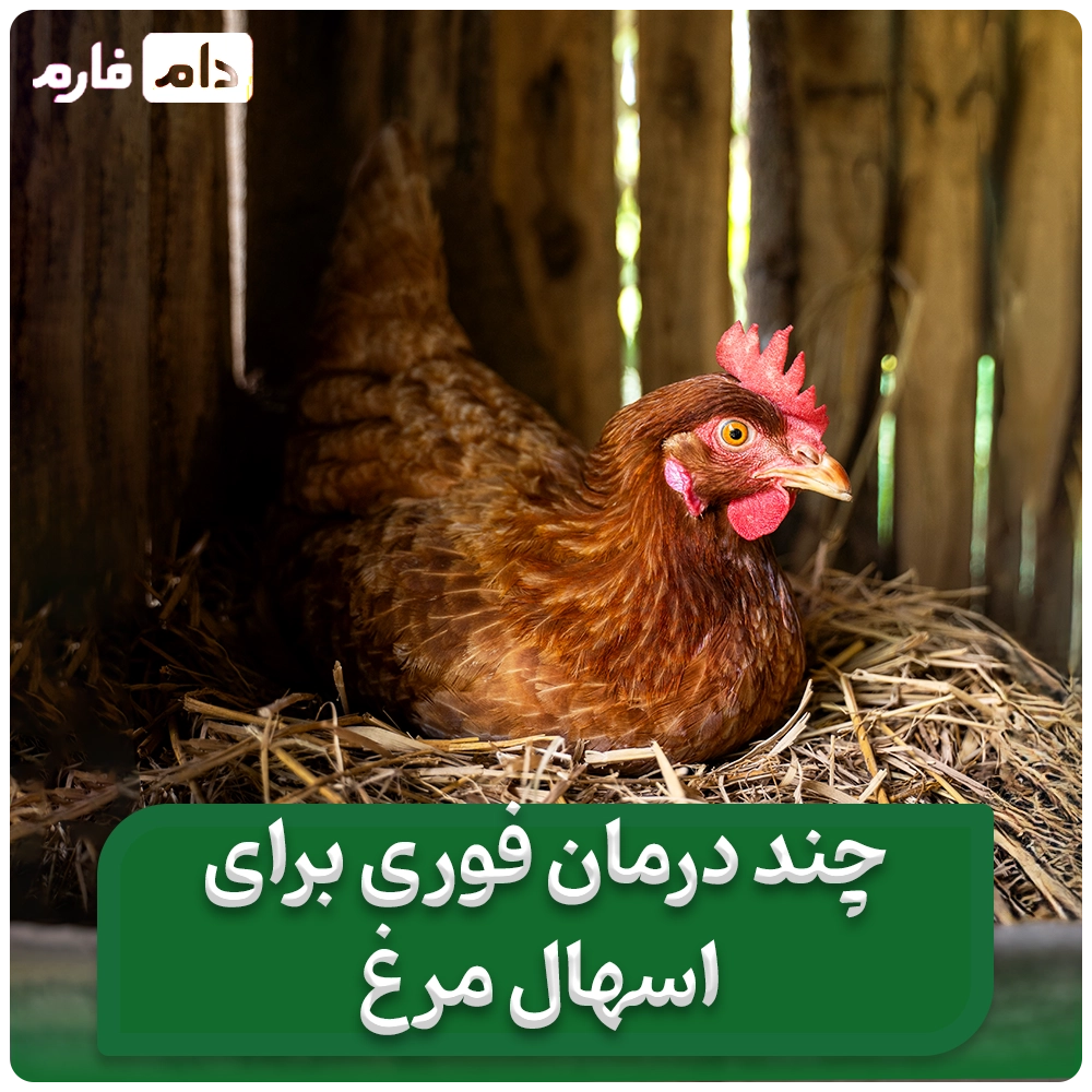 قوی_ترین_داروی_گیاهی_برای_درمان_اسهال_مرغ_|_درمان_قطعی_گیاهی_اسهال_جوجه