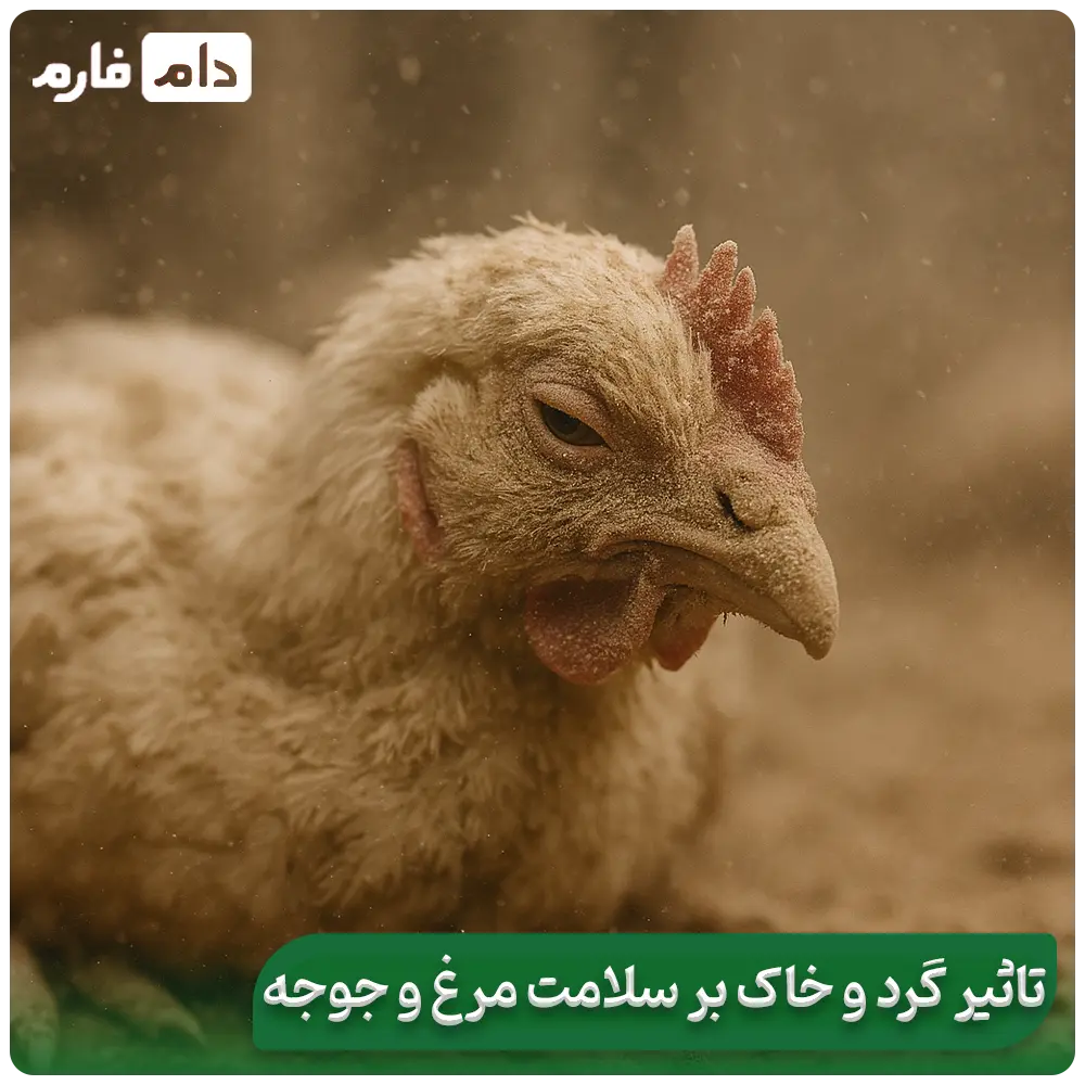 Dust-in-poultry-farming:-a-hidden-threat-to-your-health-and-profits