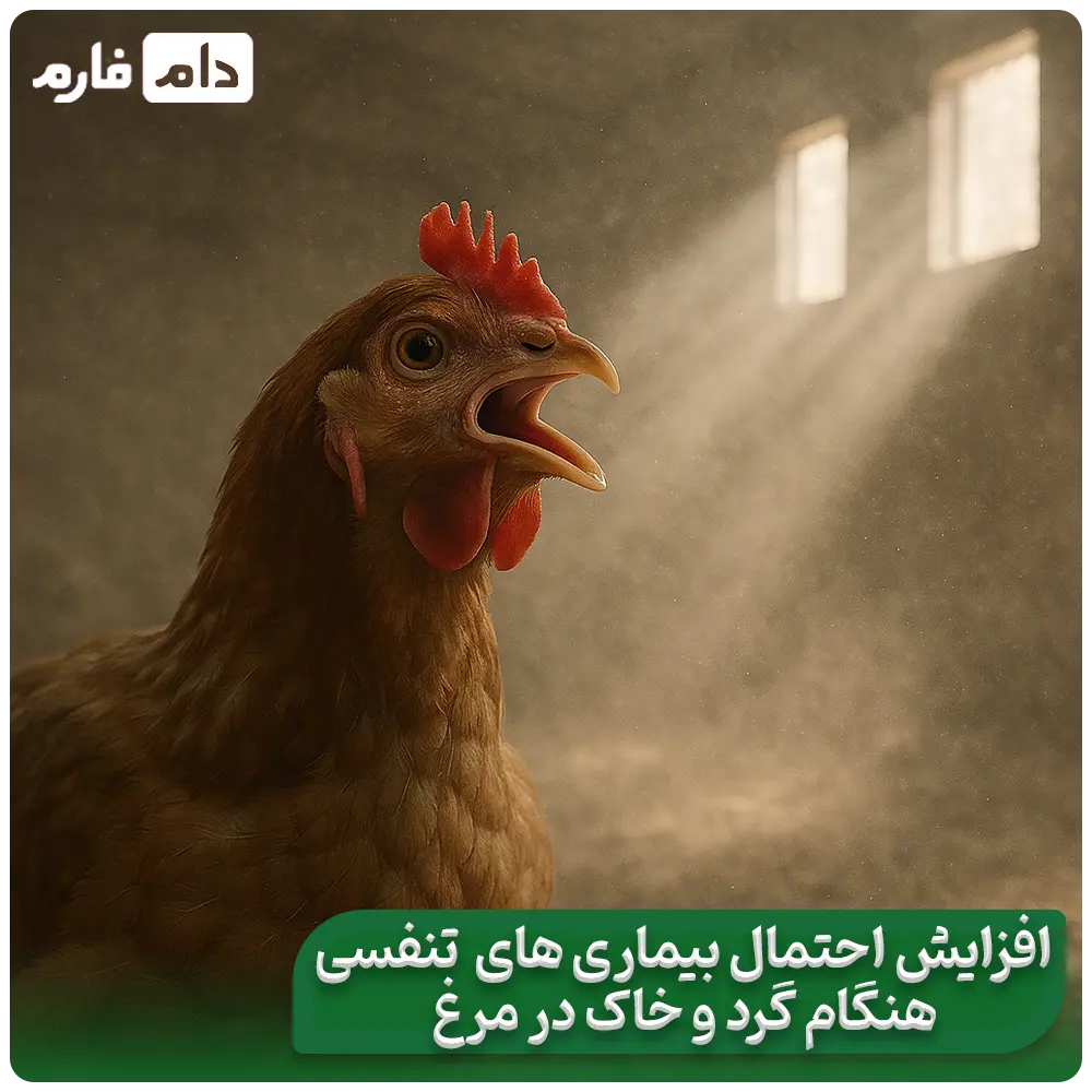 Dust-in-poultry-farming:-a-hidden-threat-to-your-health-and-profits