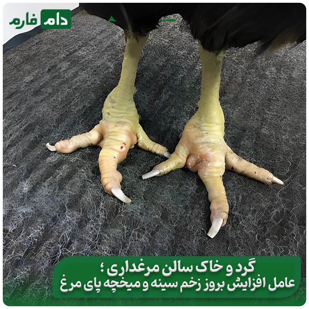 Dust-in-poultry-farming:-a-hidden-threat-to-your-health-and-profits