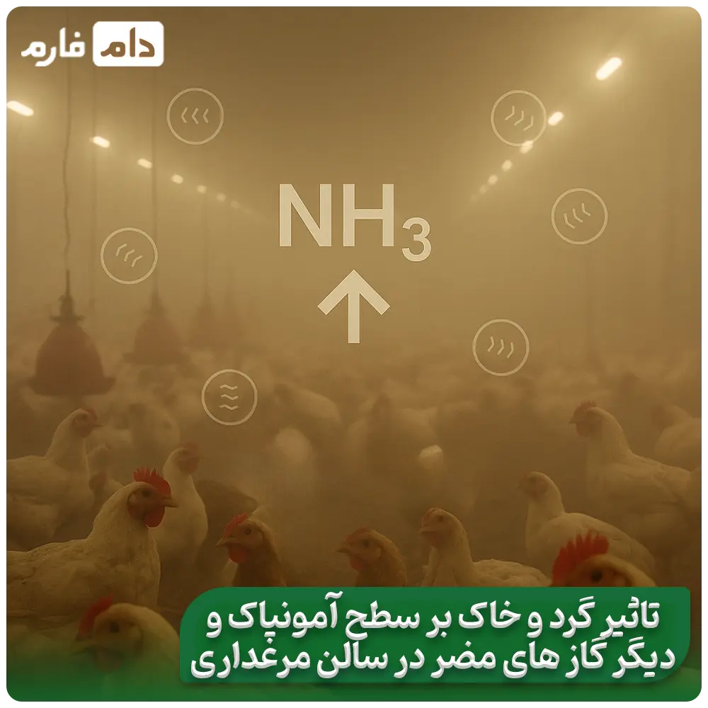 Dust-in-poultry-farming:-a-hidden-threat-to-your-health-and-profits