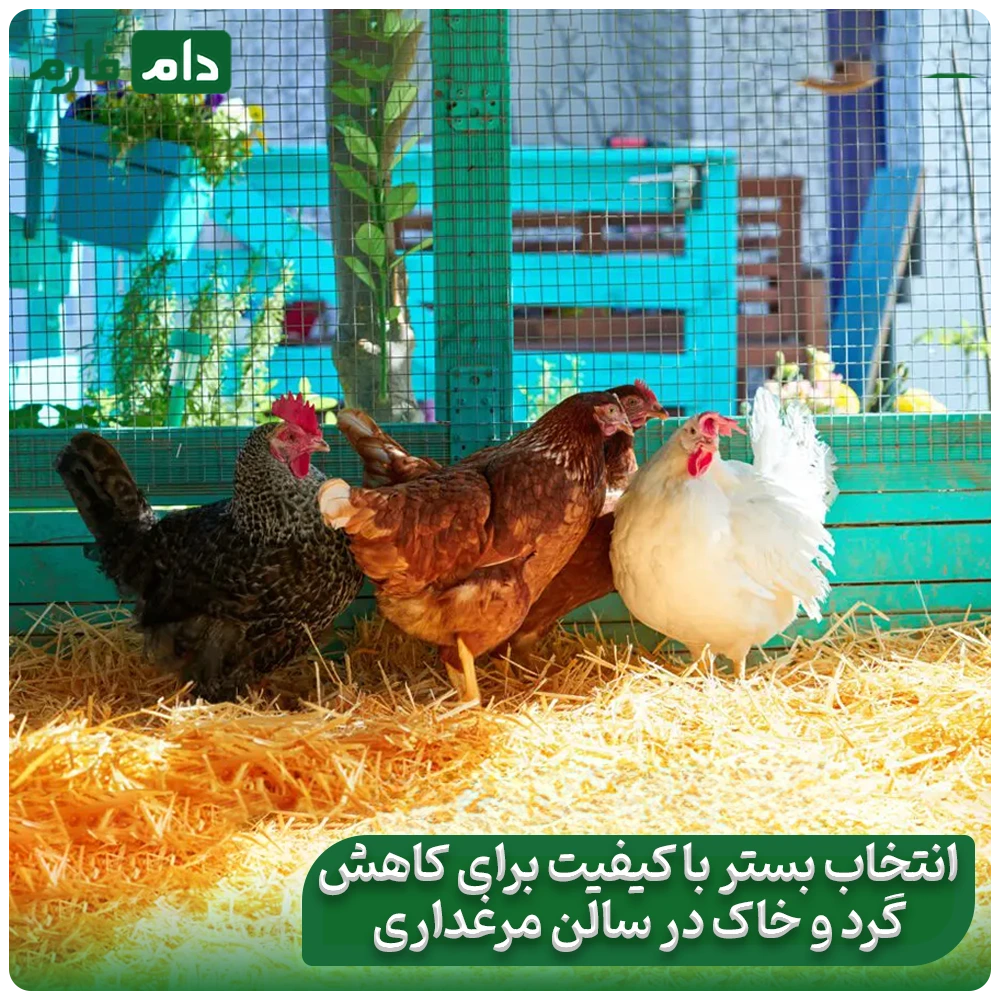 Dust-in-poultry-farming:-a-hidden-threat-to-your-health-and-profits