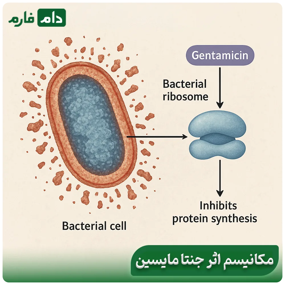 Definitive-treatment-of-chicken-infection-with-gentamicin-Best-time-to-take-gentamicin