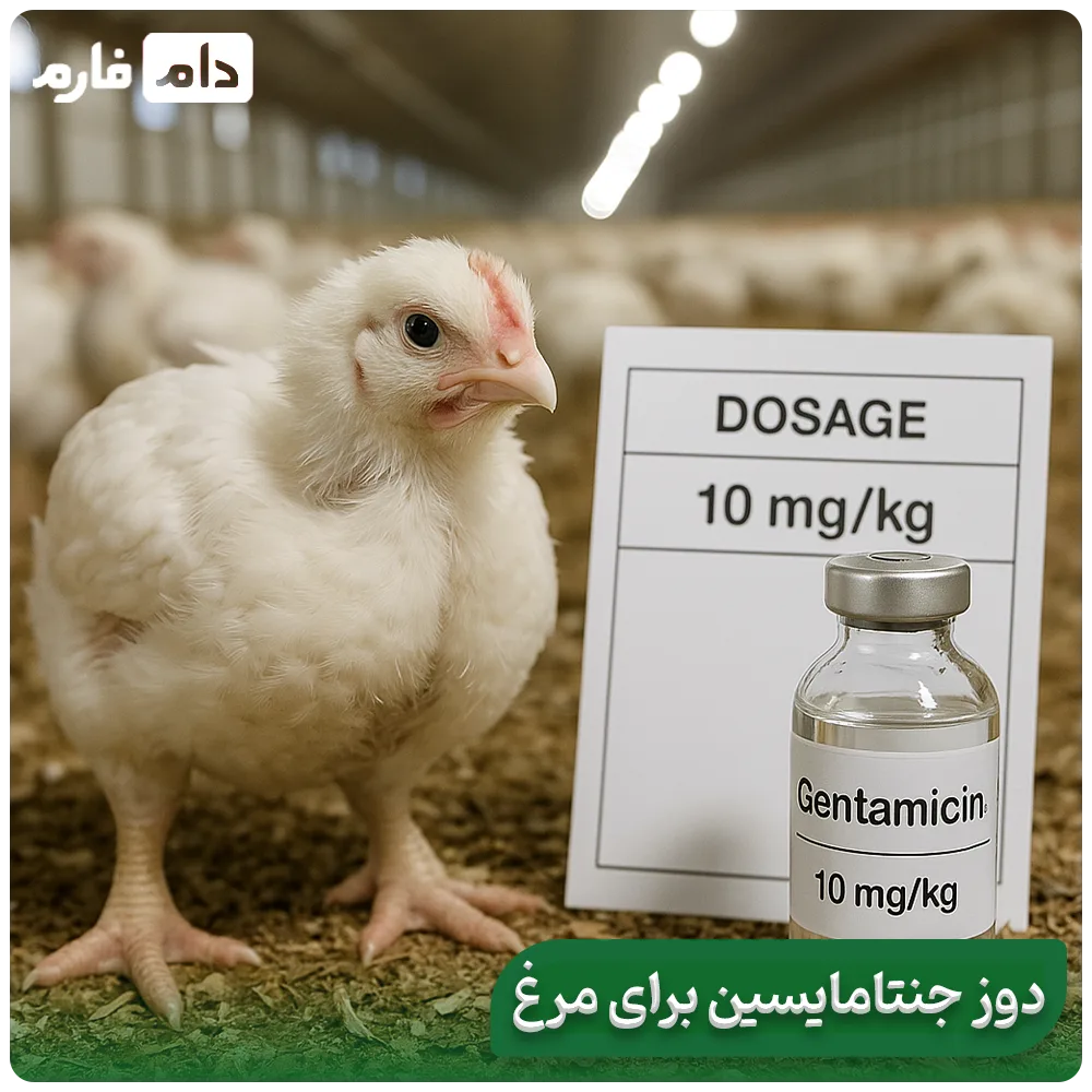 Definitive-treatment-of-chicken-infection-with-gentamicin-Best-time-to-take-gentamicin