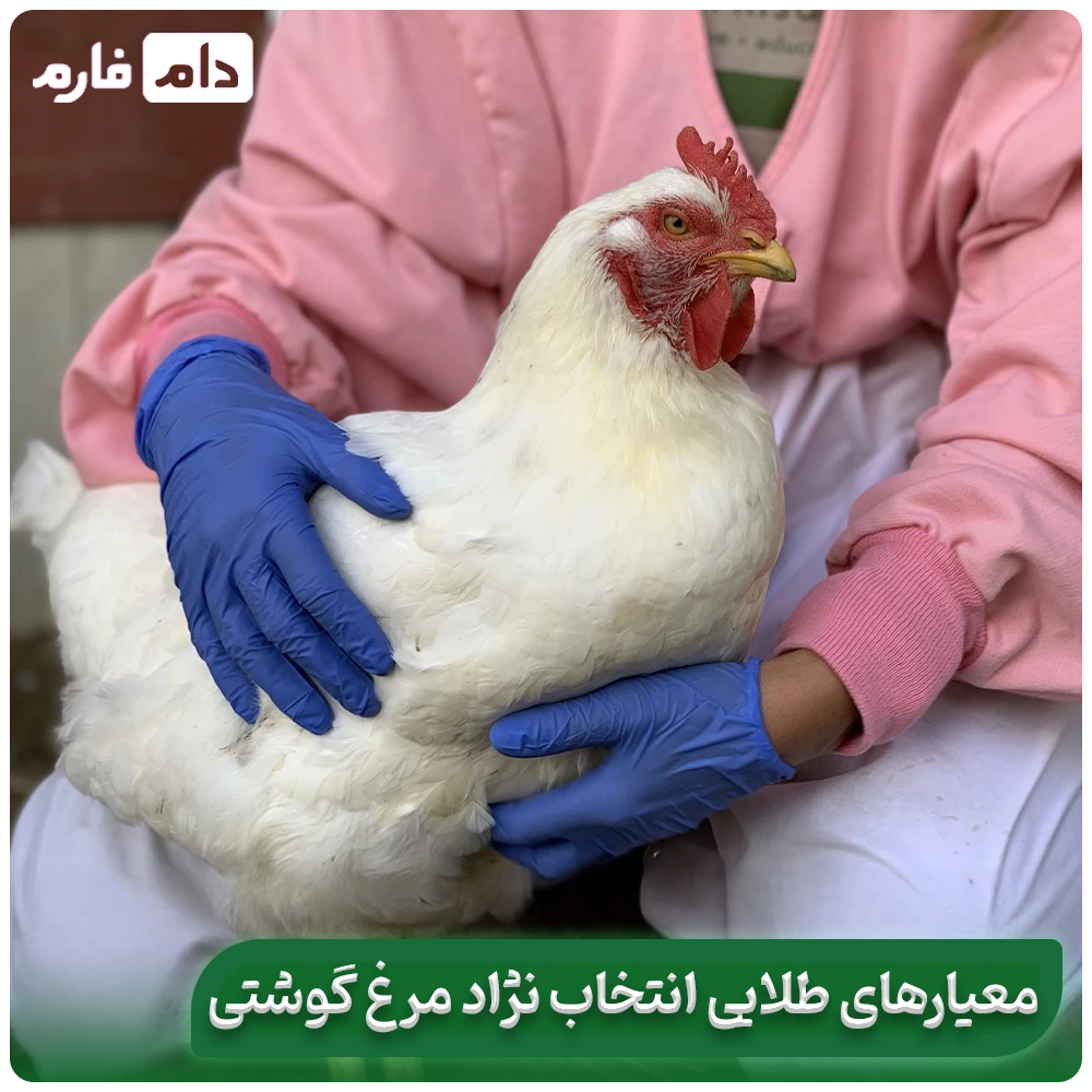 Which-Broiler-Breed-is-the-Best-A-Complete-Comparison-of-Breeds-for-Greater-Profitability