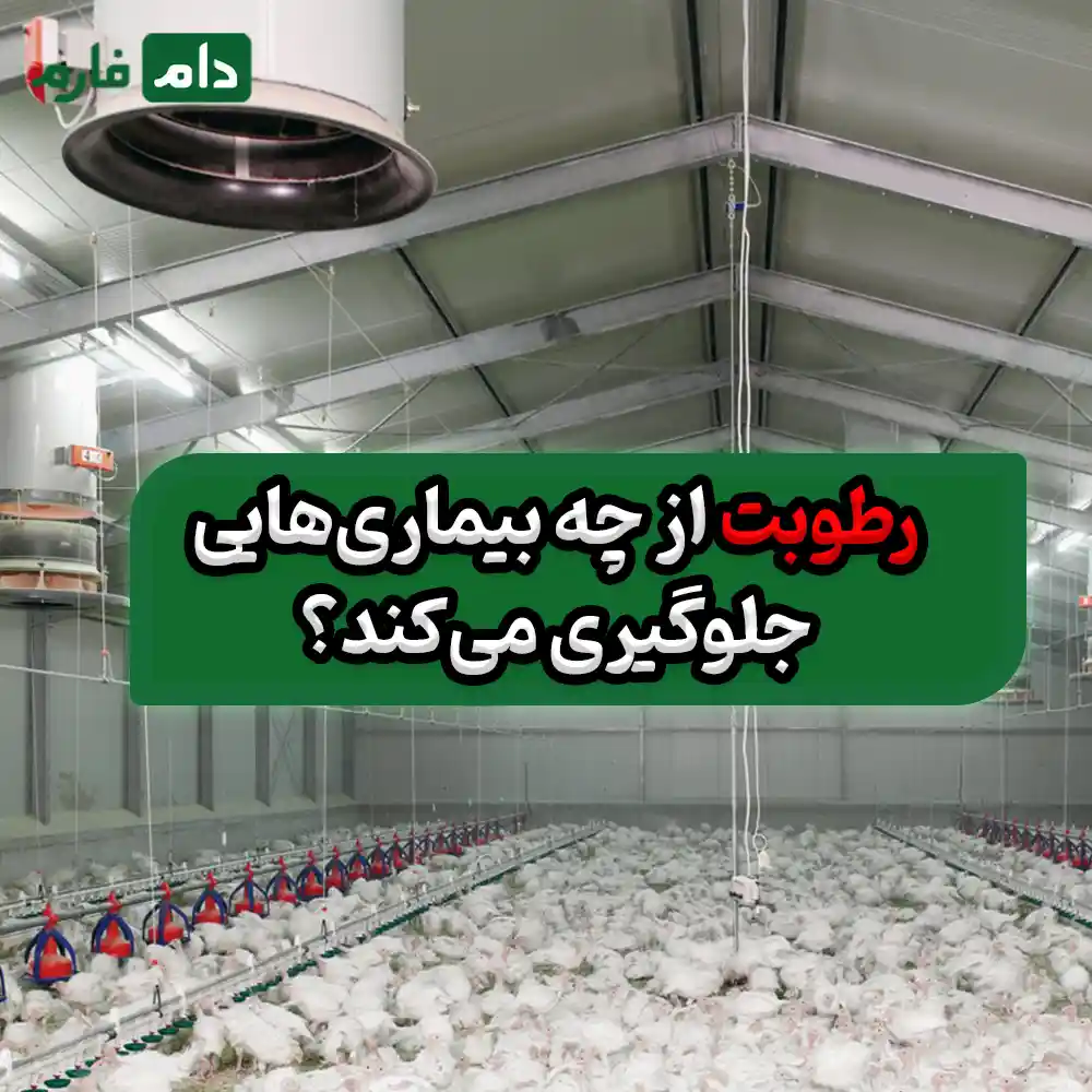Creating-humidity-in-the-poultry-farm