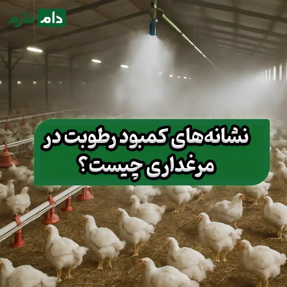 Creating-humidity-in-the-poultry-farm