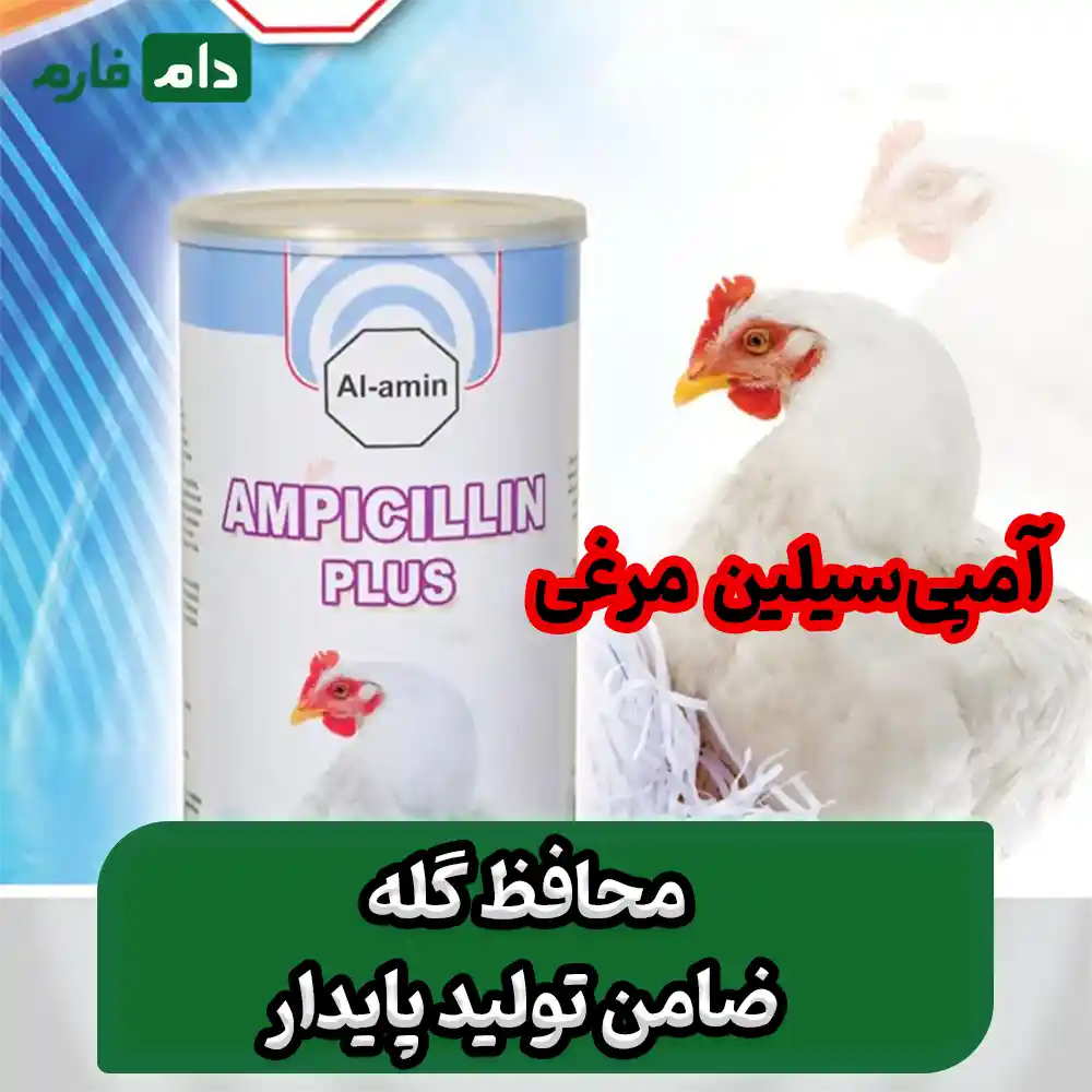 درمان_فوری_بیماری_های_عفونتی_با_آمپی‌سیلین_مرغی