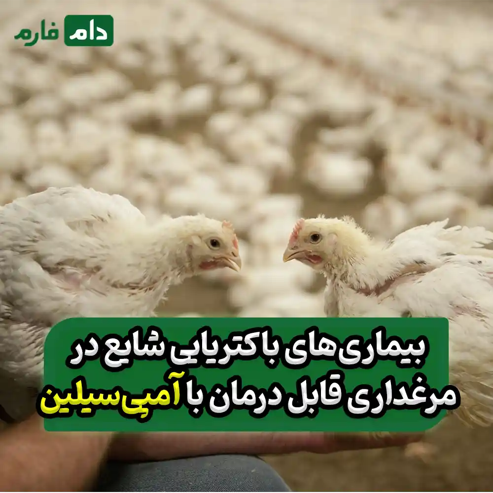 Immediate-treatment-of-infectious-diseases-with-chicken-ampicillin