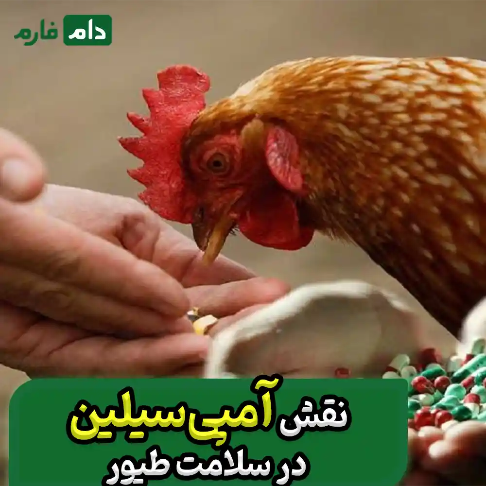 Immediate-treatment-of-infectious-diseases-with-chicken-ampicillin