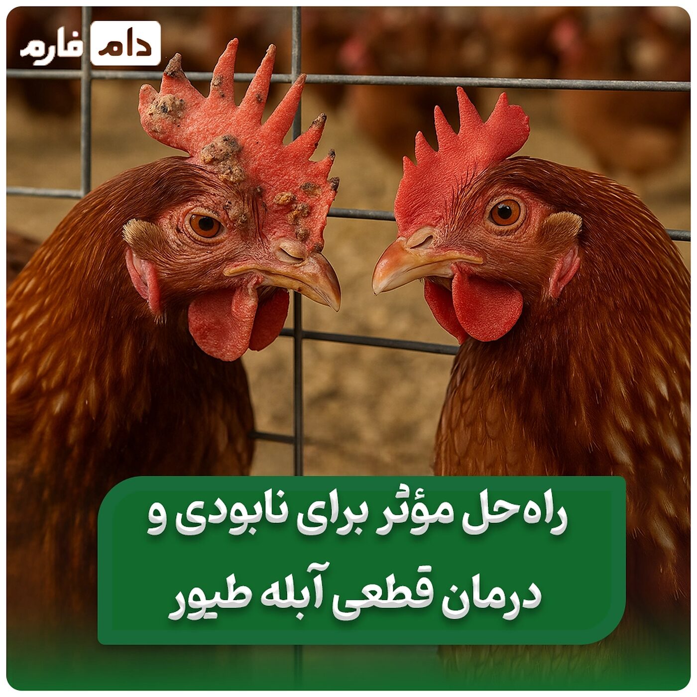 آبله_طیور_|_3_درمان_خانگی_برای_درمان_آبله_طیور_