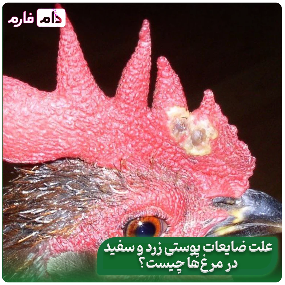 3-Home-Remedies-to-Treat-Chicken-Pox-Without-Medication