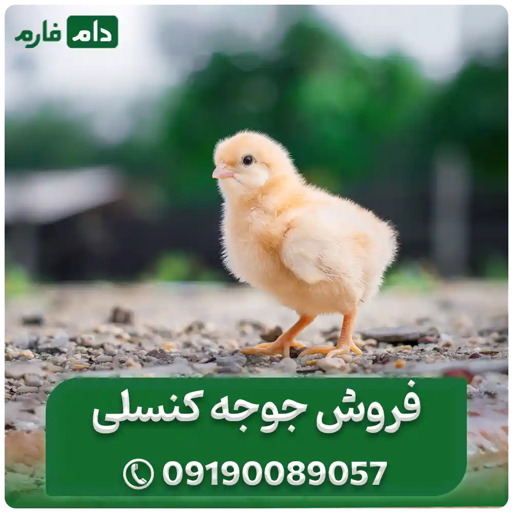 فروش_جوجه‌_کنسلی_09190089057