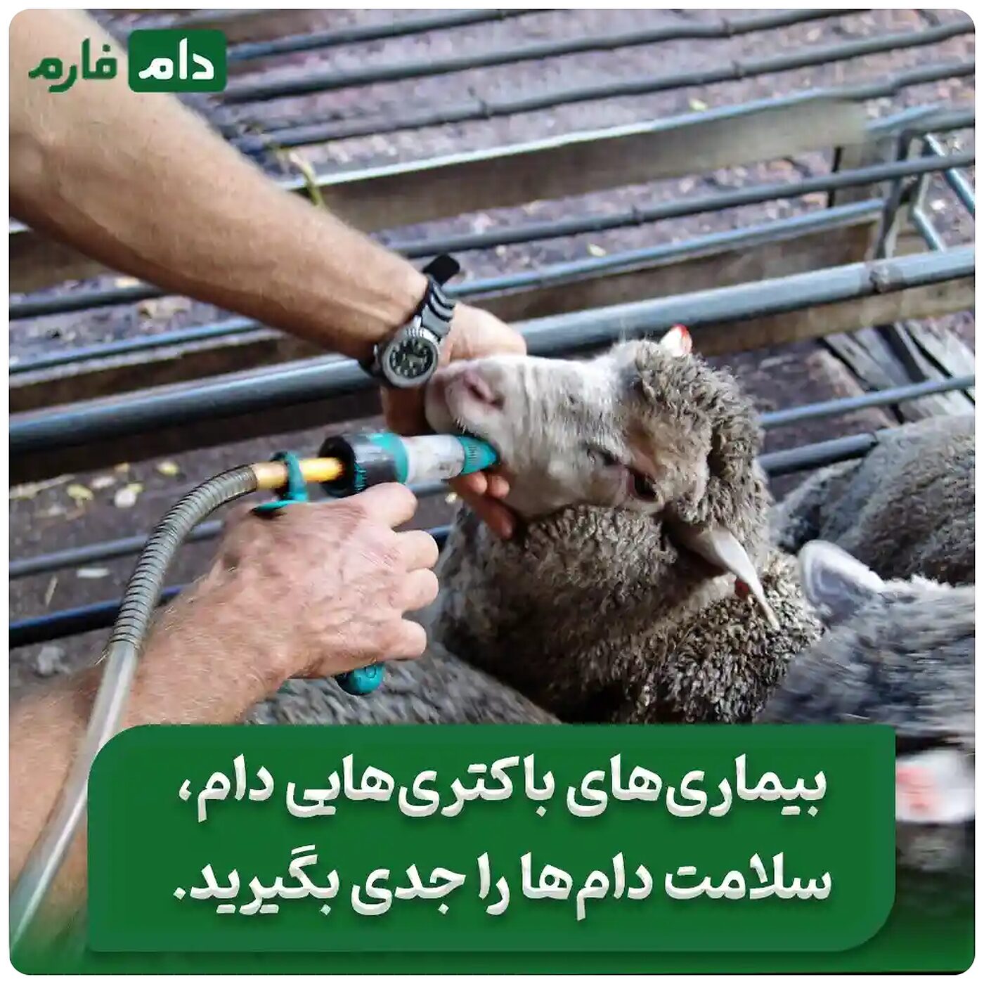 علائم_بیماری_های_باکتریایی_دام_|_چند_درمان_پیشگیری_از_بیماری_های_باکتریایی_دام__