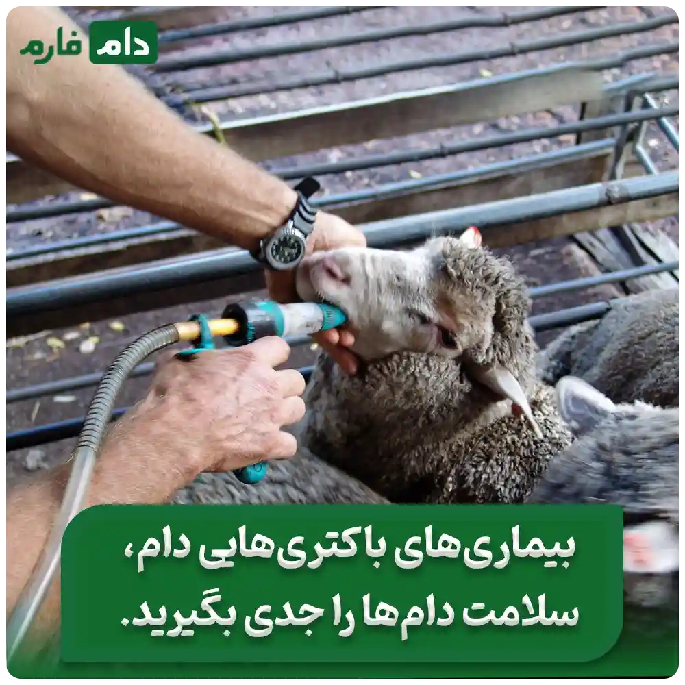 علائم_بیماری_های_باکتریایی_دام_|_چند_درمان_پیشگیری_از_بیماری_های_باکتریایی_دام__