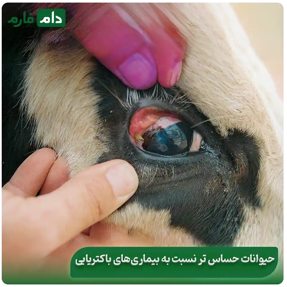 Symptoms-of-bacterial-diseases-in-livestock-|-Several-treatments-for-bacterial-diseases-in-livestock