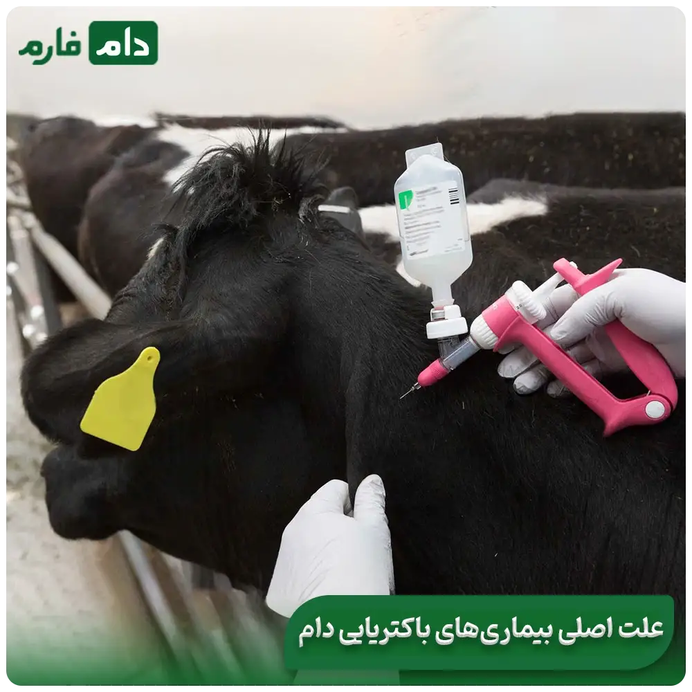 Symptoms-of-bacterial-diseases-in-livestock-|-Several-treatments-for-bacterial-diseases-in-livestock
