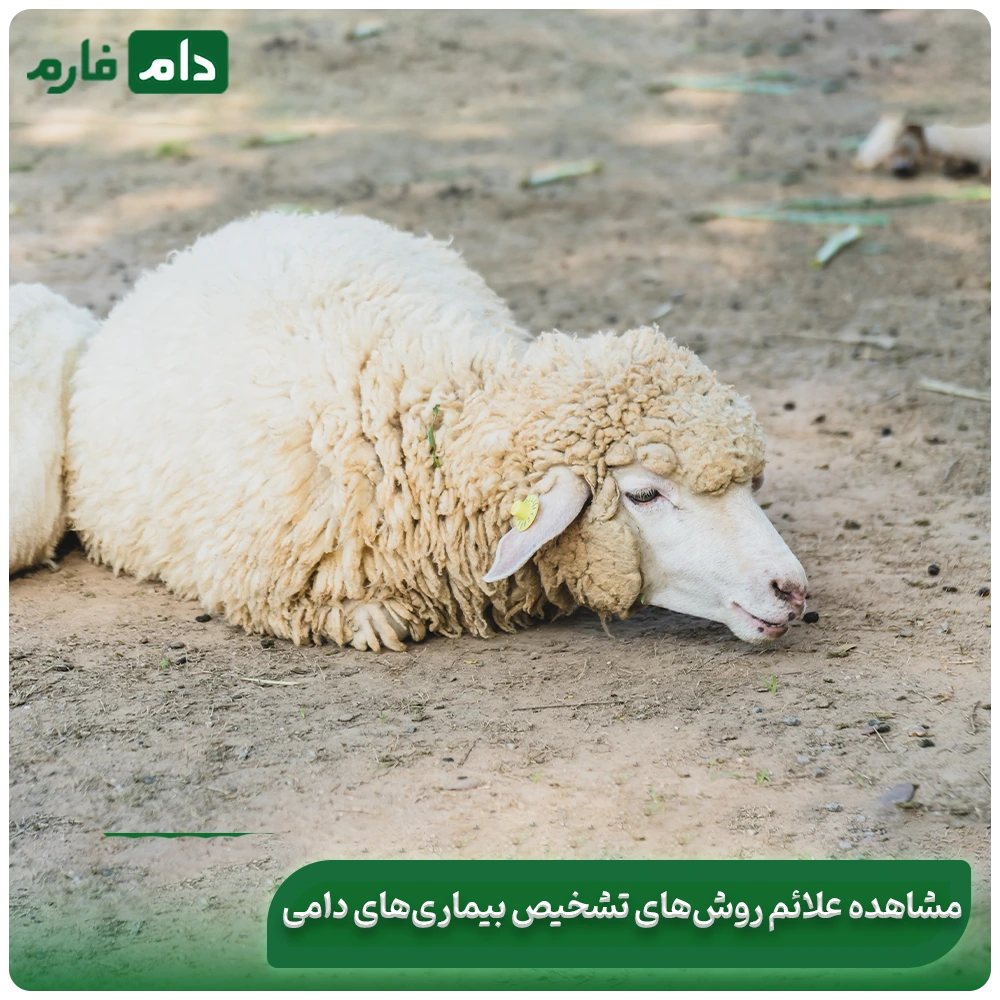 Symptoms-of-bacterial-diseases-in-livestock-|-Several-treatments-for-bacterial-diseases-in-livestock