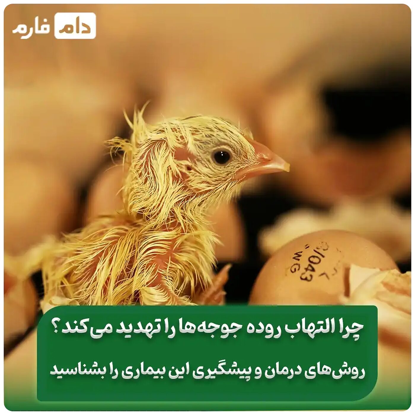 التهاب_روده_در_جوجه_؛_علائم_،_درمان_و_پیشگیری_کامل