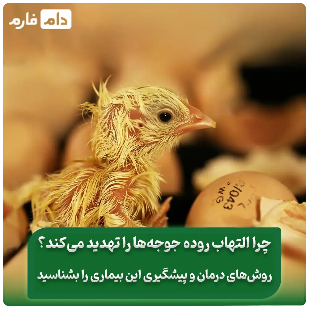 التهاب_روده_در_جوجه_؛_علائم_،_درمان_و_پیشگیری_کامل
