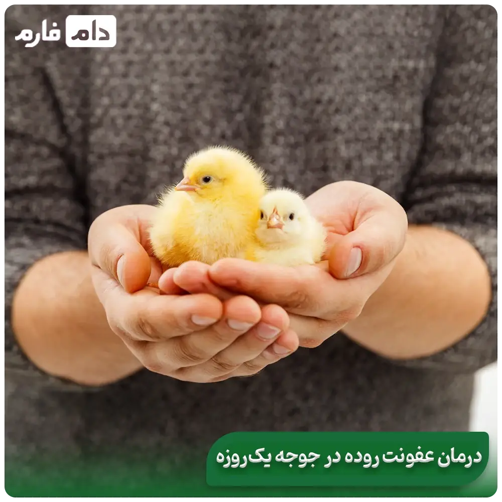 Enteritis-in-day-old-chicks-symptoms-treatment-and-complete-prevention