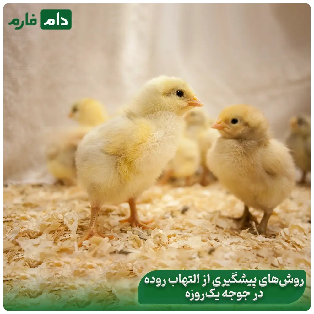 Enteritis-in-day-old-chicks-symptoms-treatment-and-complete-prevention