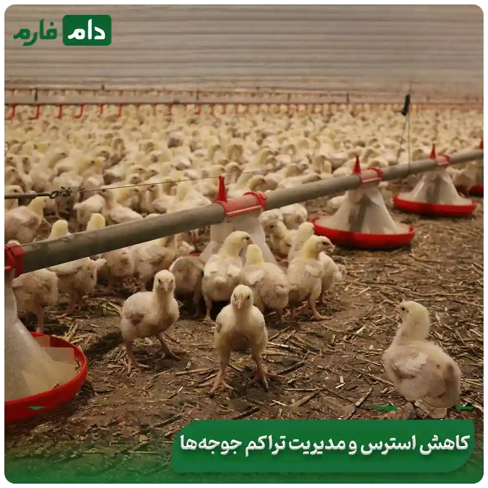 Enteritis-in-day-old-chicks-symptoms-treatment-and-complete-prevention