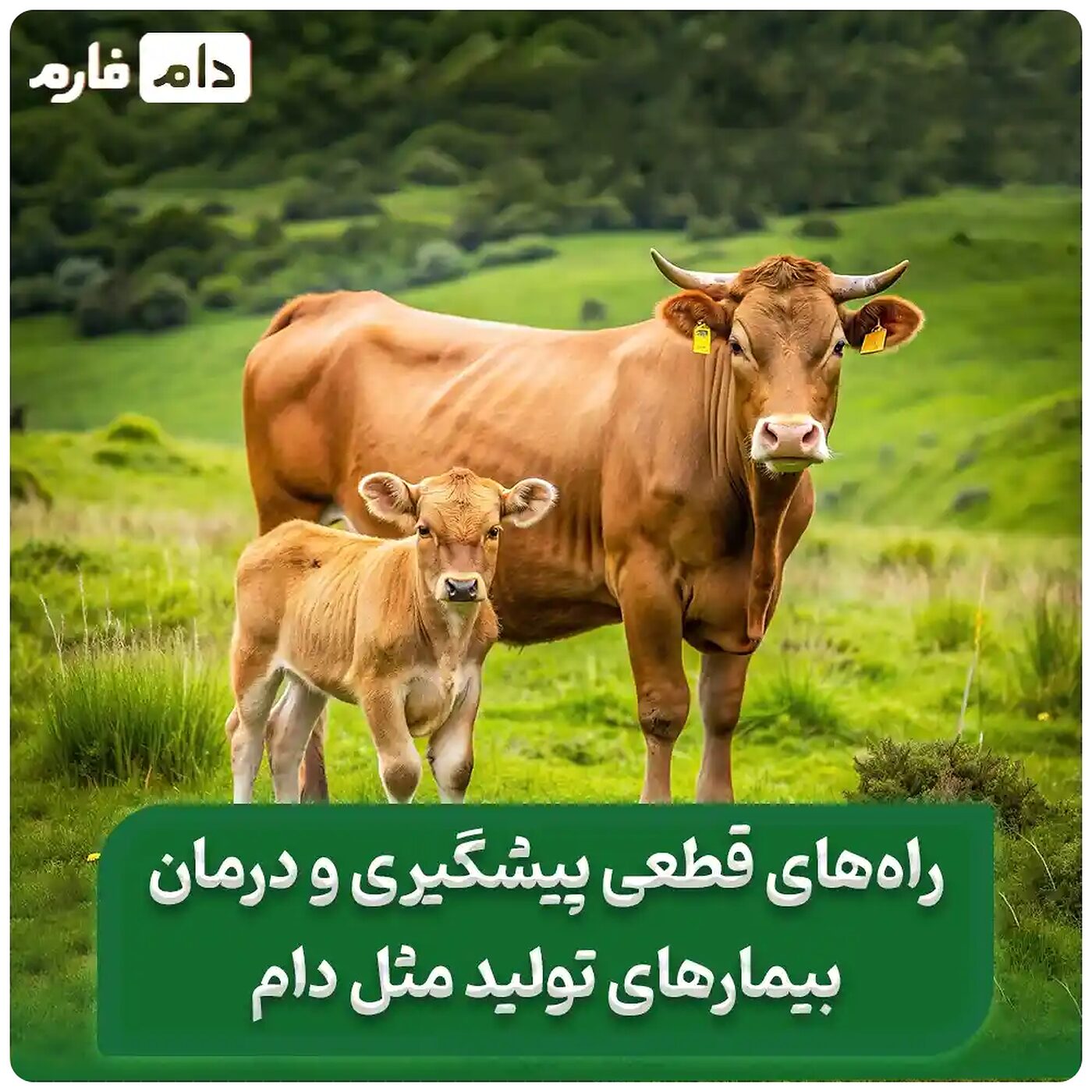 _انواع_بیماری_تولیدمثل_دام_و_مبارزه_با_بیماری‌های_شایع