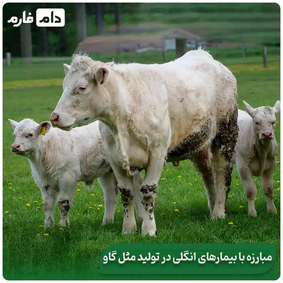 Types-of-livestock-reproductive-diseases-and-combating-common-diseases