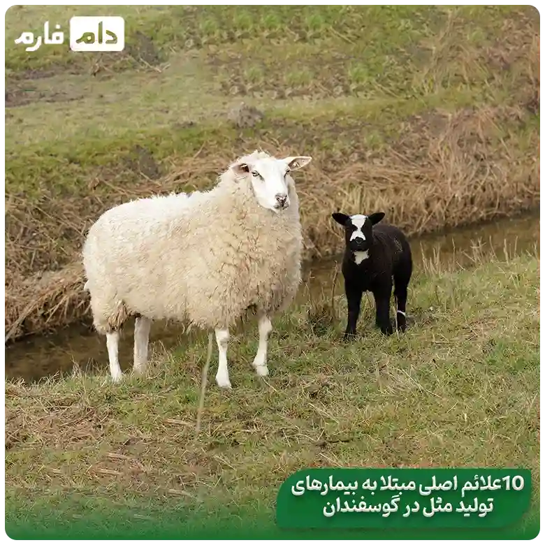 Types-of-livestock-reproductive-diseases-and-combating-common-diseases