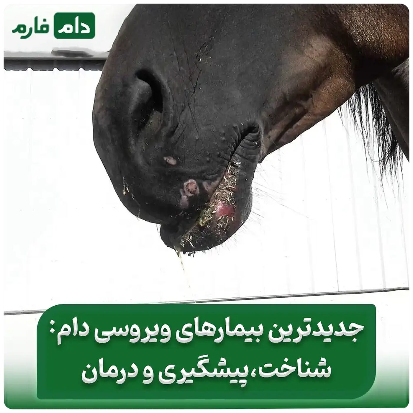 جدیدترین_بیماری_های_ویروسی_دام_