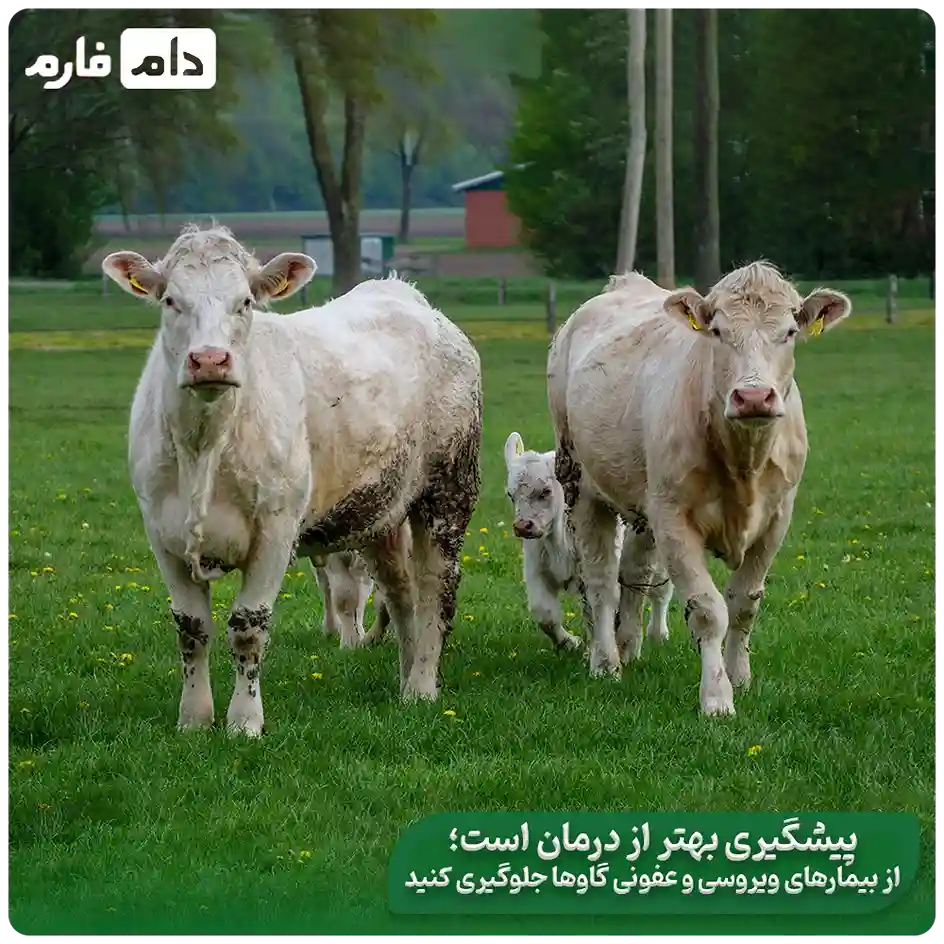 The-latest-viral-livestock-diseases