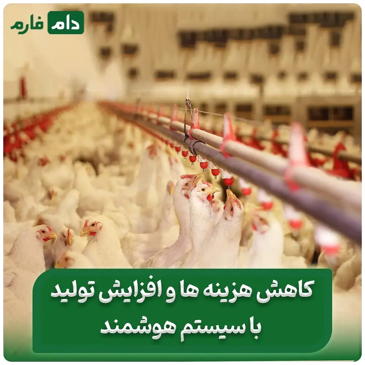 سیستم_مرغداری_هوشمند_|_کاربرد_هوش_مصنوعی_در_صنعت_طیور