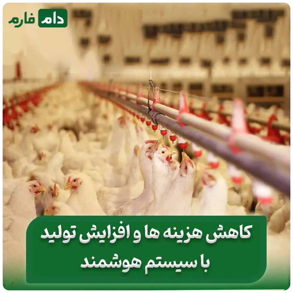 سیستم_مرغداری_هوشمند_|_کاربرد_هوش_مصنوعی_در_صنعت_طیور