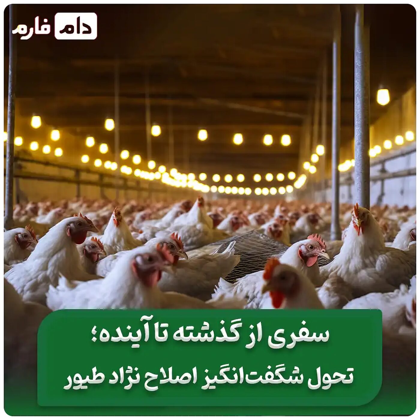 _اصلاح_نژاد_در_صنعت_طیور_سفری_از_گذشته_تا_آینده