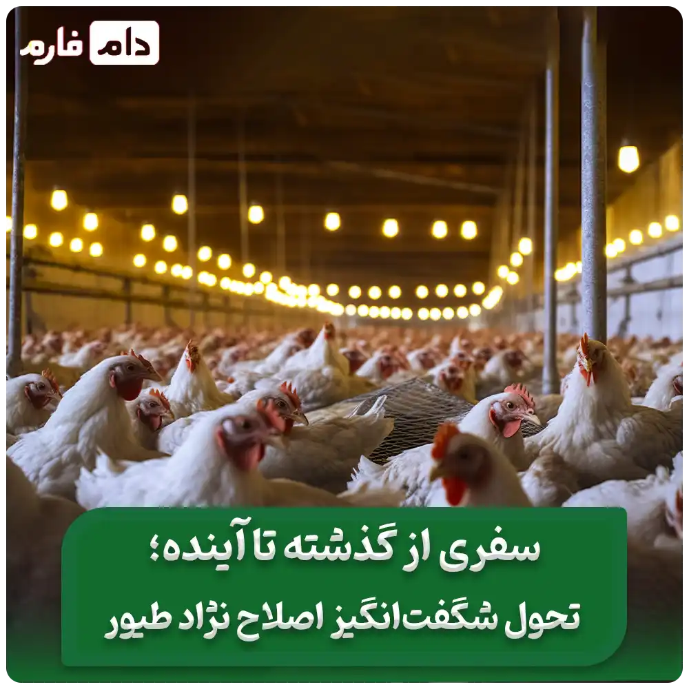 _اصلاح_نژاد_در_صنعت_طیور_سفری_از_گذشته_تا_آینده