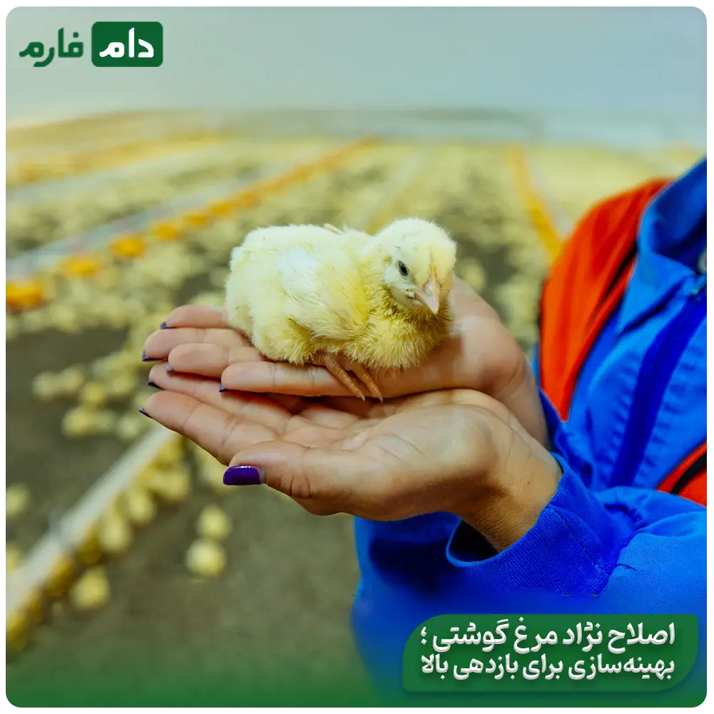 Breeding-in-the-Poultry-Industry-A-Journey-from-the-Past-to-the-Future