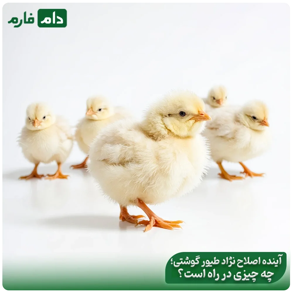 Breeding-in-the-Poultry-Industry-A-Journey-from-the-Past-to-the-Future