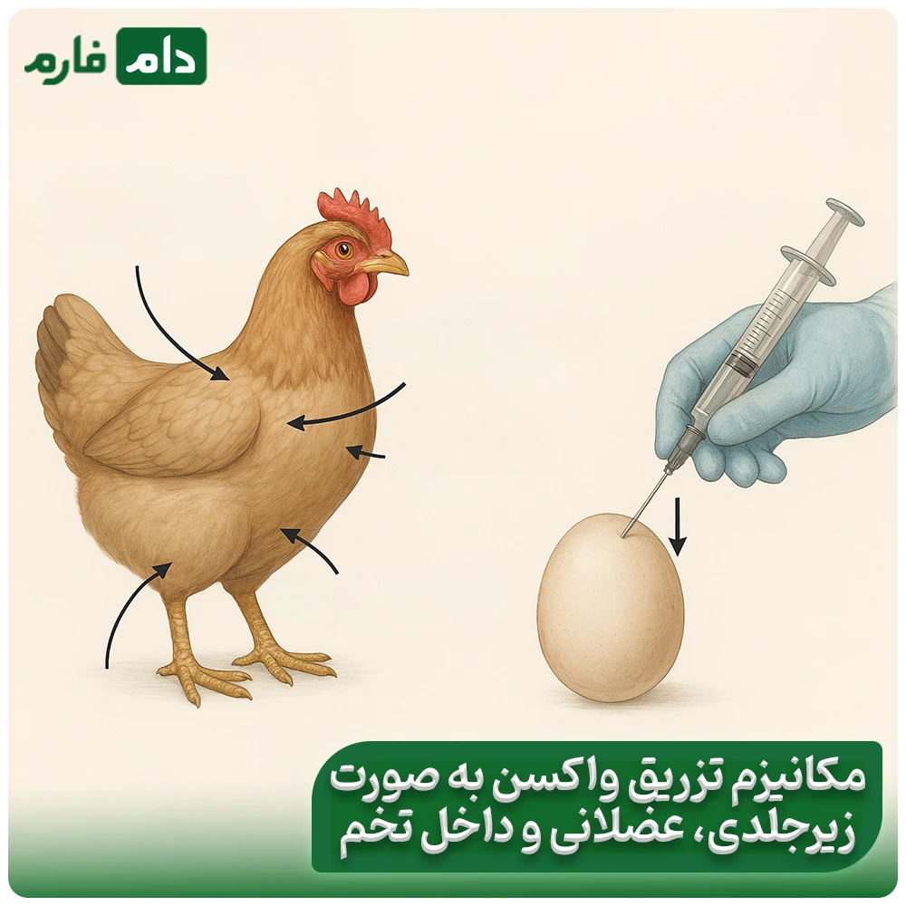 Chicken-and-chicken-vaccine-injection-devices:-from-traditional-to-smart-at-a-glance