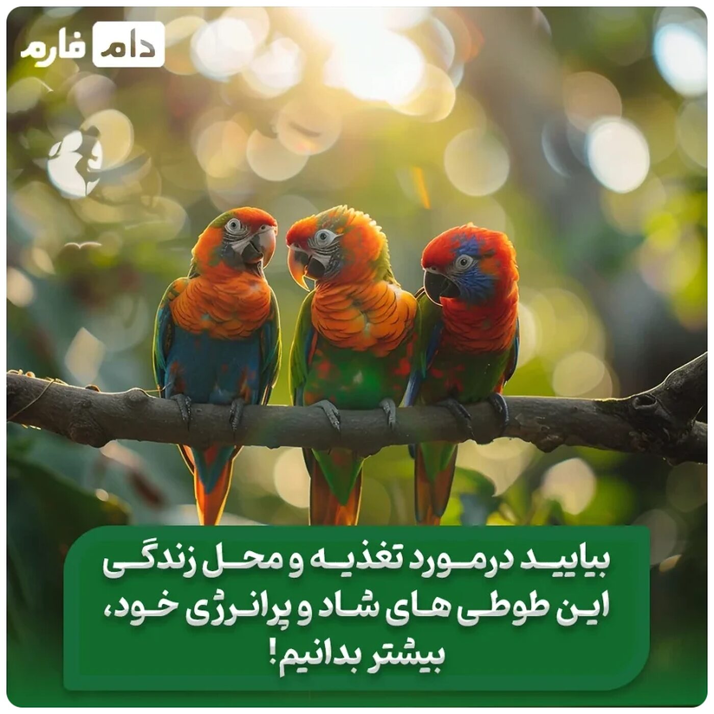 تغذیه_سالم_برای_طوطی‌_ها_|_بهترین_غذا_برای_طوطی_ها