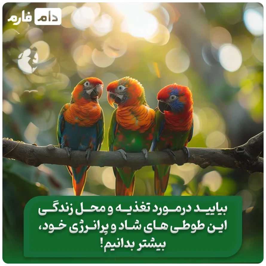 تغذیه_سالم_برای_طوطی‌_ها_|_بهترین_غذا_برای_طوطی_ها