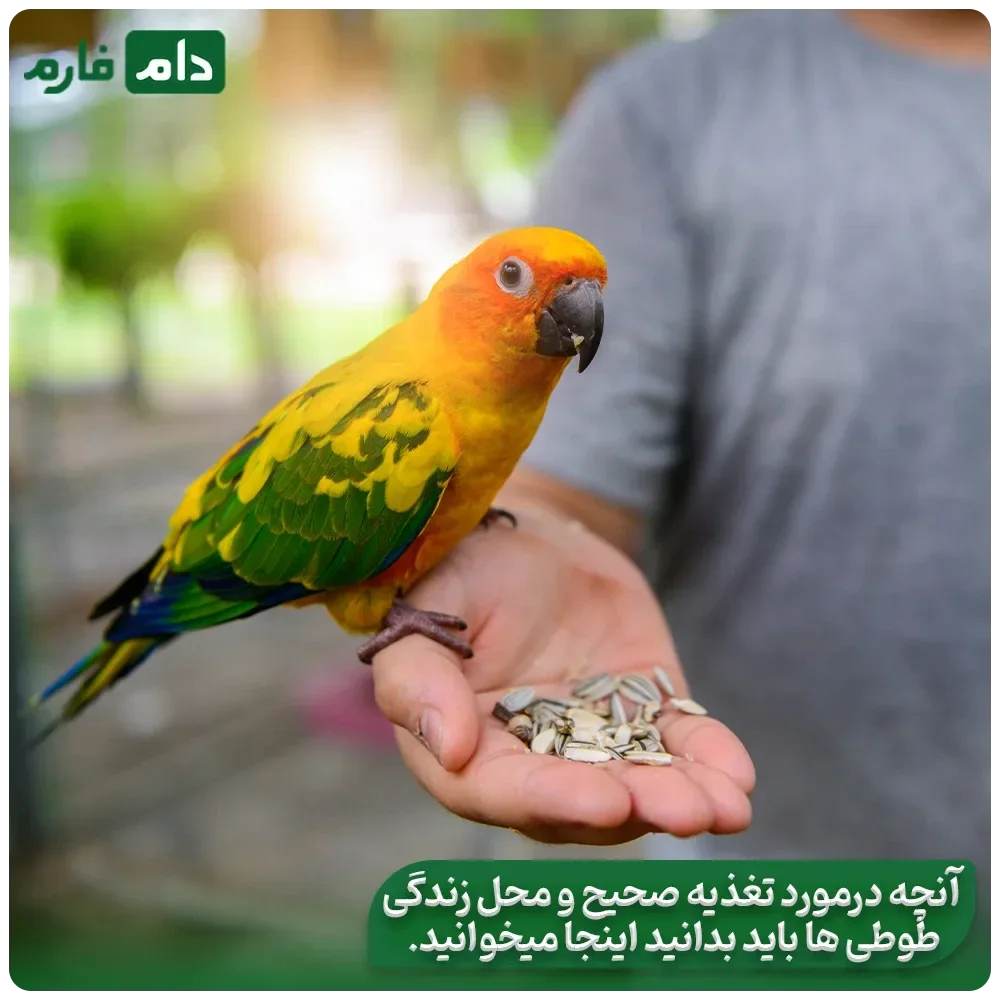 Healthy-food-for-parrots-The-best-food-for-parrots