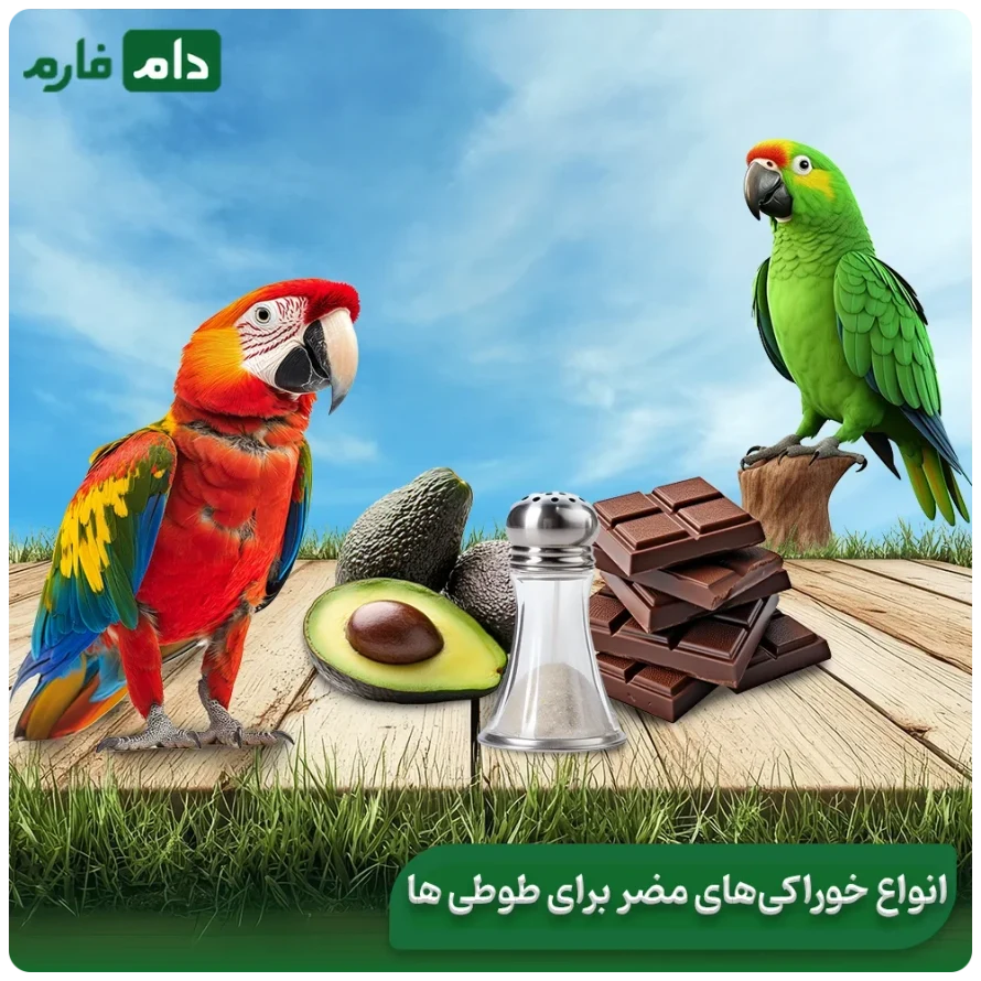 Healthy-food-for-parrots-The-best-food-for-parrots