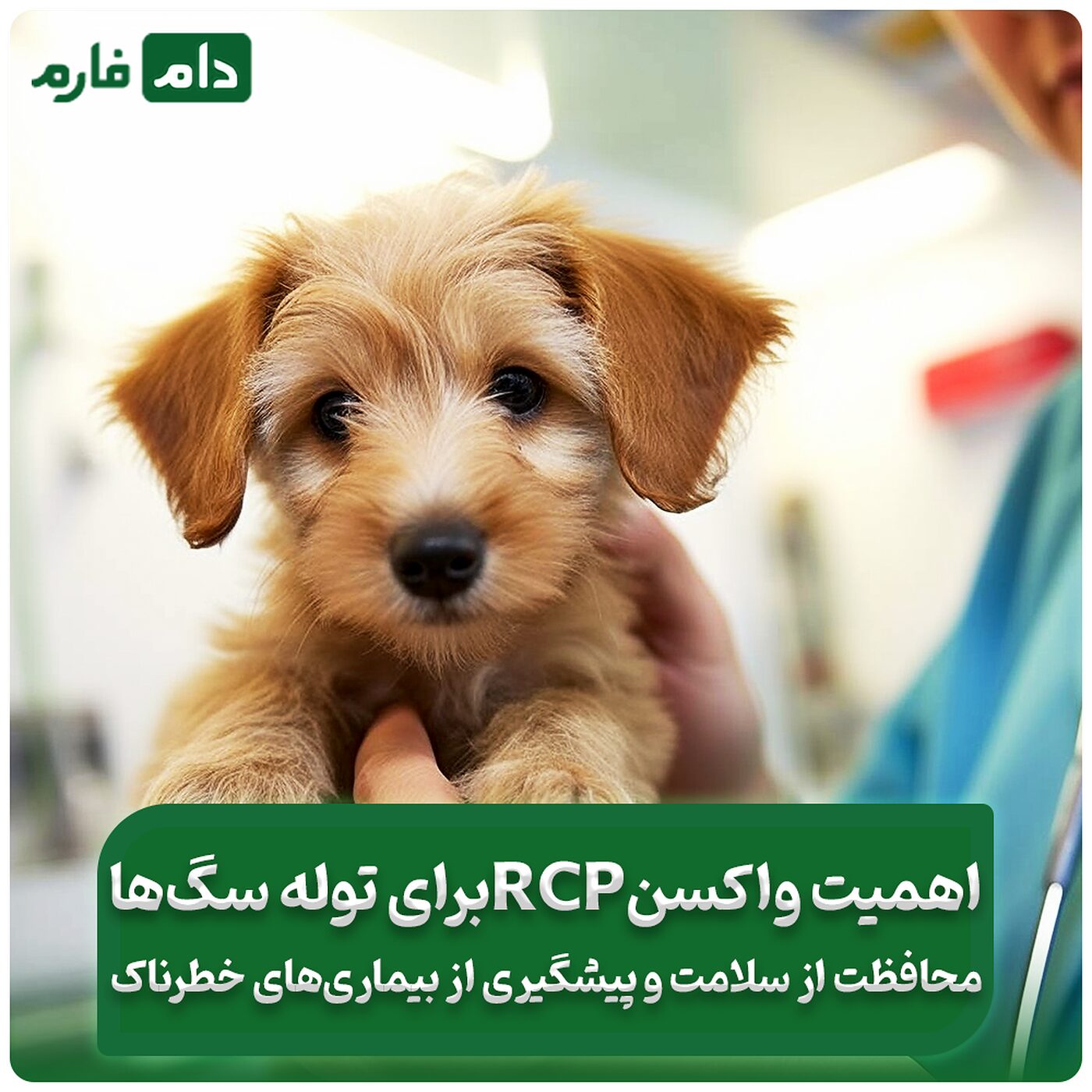 چرا_واکسن_RCP_برای‌_توله_سگ‌ها_ضروری_است؟_۵_دلیل_مهم_برای_محافظت_از_سلامت_سگ‌ها_