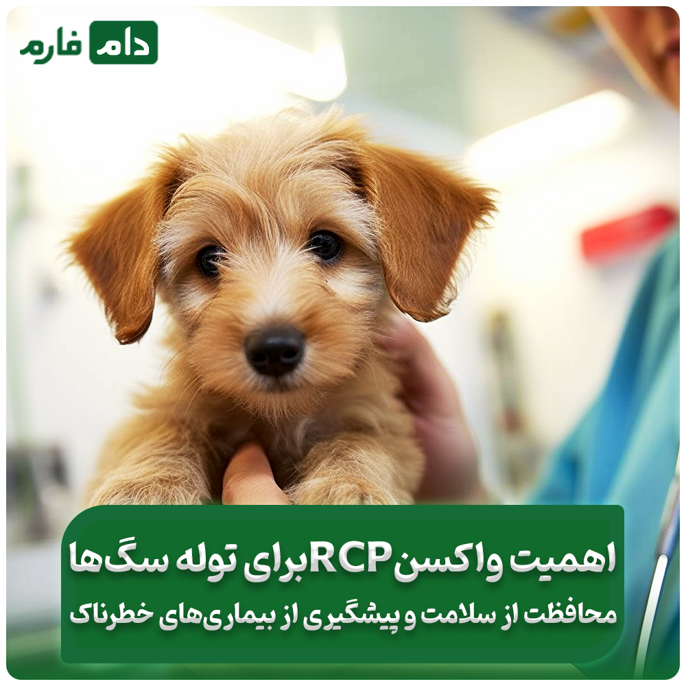 چرا_واکسن_RCP_برای‌_توله_سگ‌ها_ضروری_است؟_۵_دلیل_مهم_برای_محافظت_از_سلامت_سگ‌ها_