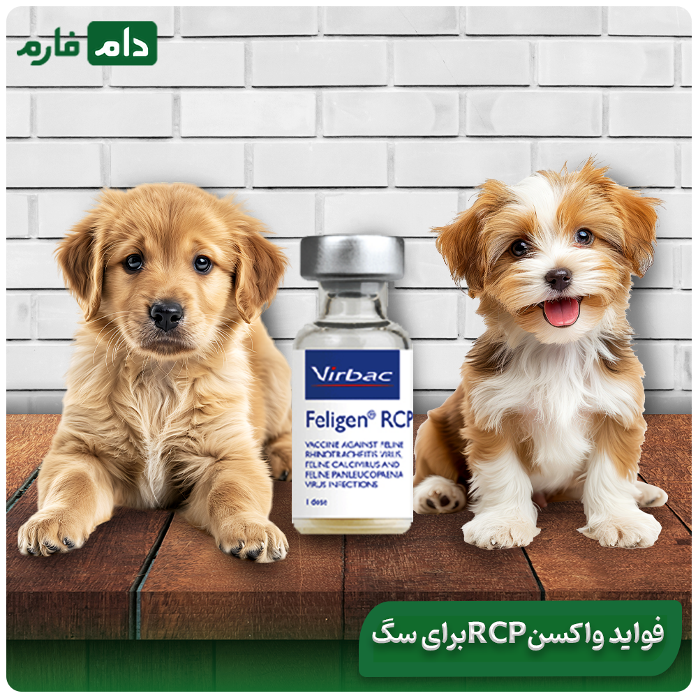 Why-is-the-RCP-vaccine-needed-for-puppies-5-important-reasons-for-the-health-of-dogs